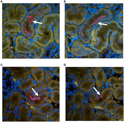 Inbred Rats as a Model to Study Persistent Renal Leptospirosis and Associated Cellular Immune Responsiveness